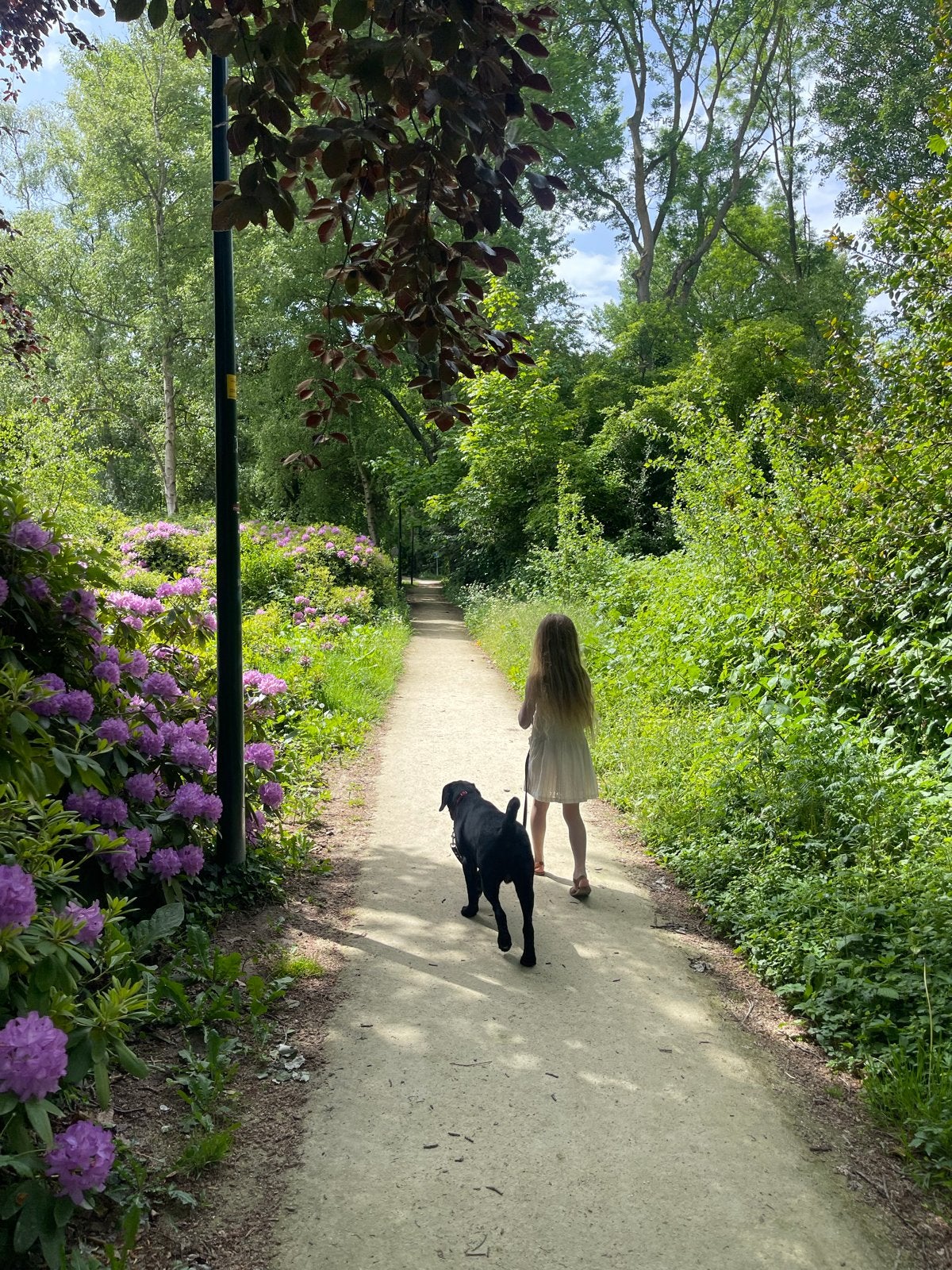 Gezocht: hondenoppas voor labrador in herfstvakantie.
