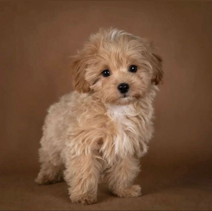 Kleine Maltipoo-puppy gezocht, Overige rassen, 8 tot 15 weken, Geslacht onbekend, Eén hond