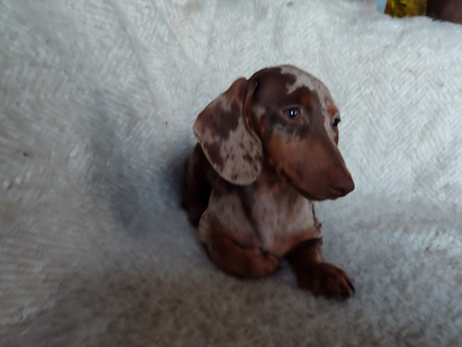Lieve dwergteckel pup, teefje, CDV (hondenziekte), 8 tot 15 weken, Korthaar, Teef
