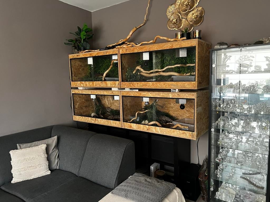 2x terrarium incl. koningspython (Blue Eyed Lucy), Ophalen, Zo goed als nieuw