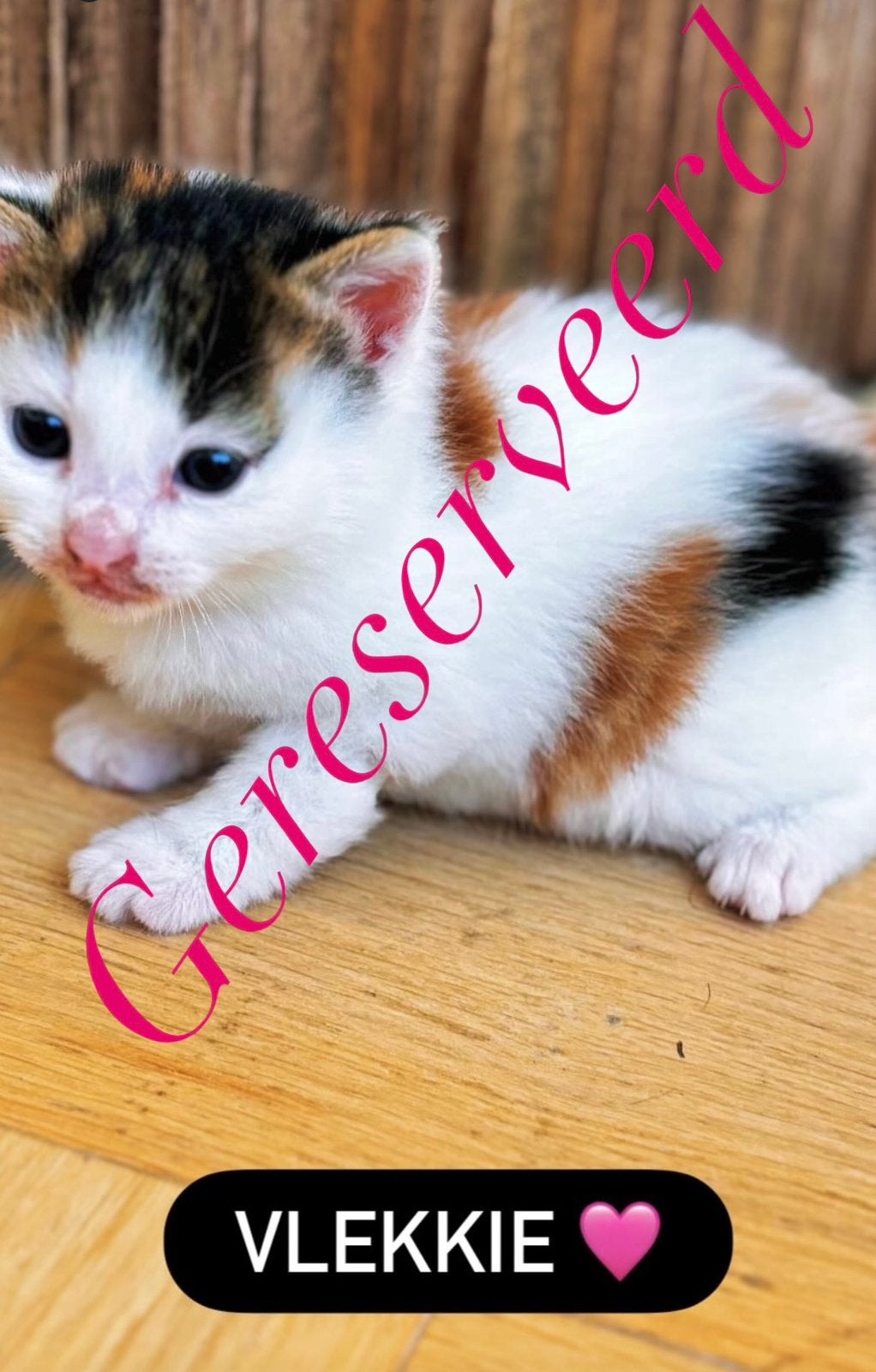 Kittens, Meerdere dieren, 0 tot 2 jaar