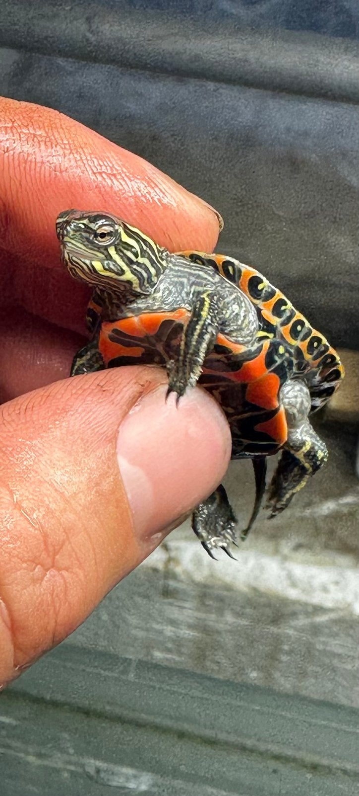 Westelijke sierschildpad - Chrysemys picta belli, Dieren en Toebehoren, Schildpad, 0 tot 2 jaar