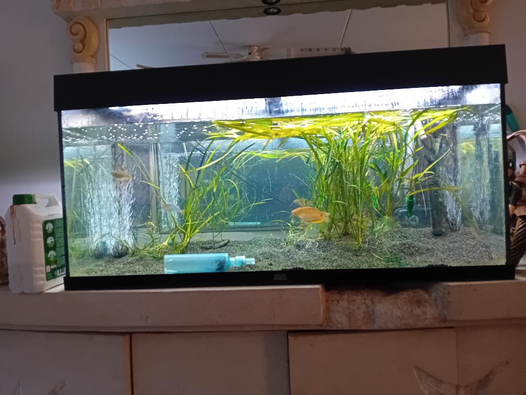 200l aquarium, Ophalen, Gebruikt, Gevuld zoetwateraquarium, Juwel