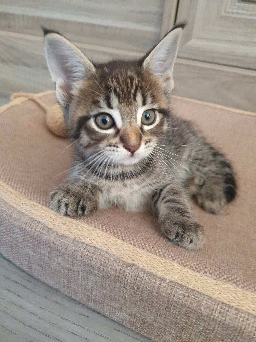 Nog 2 poesjes Maine Coon Blacksmoke x Cyprus kittens, Meerdere dieren, Ontwormd, 0 tot 2 jaar