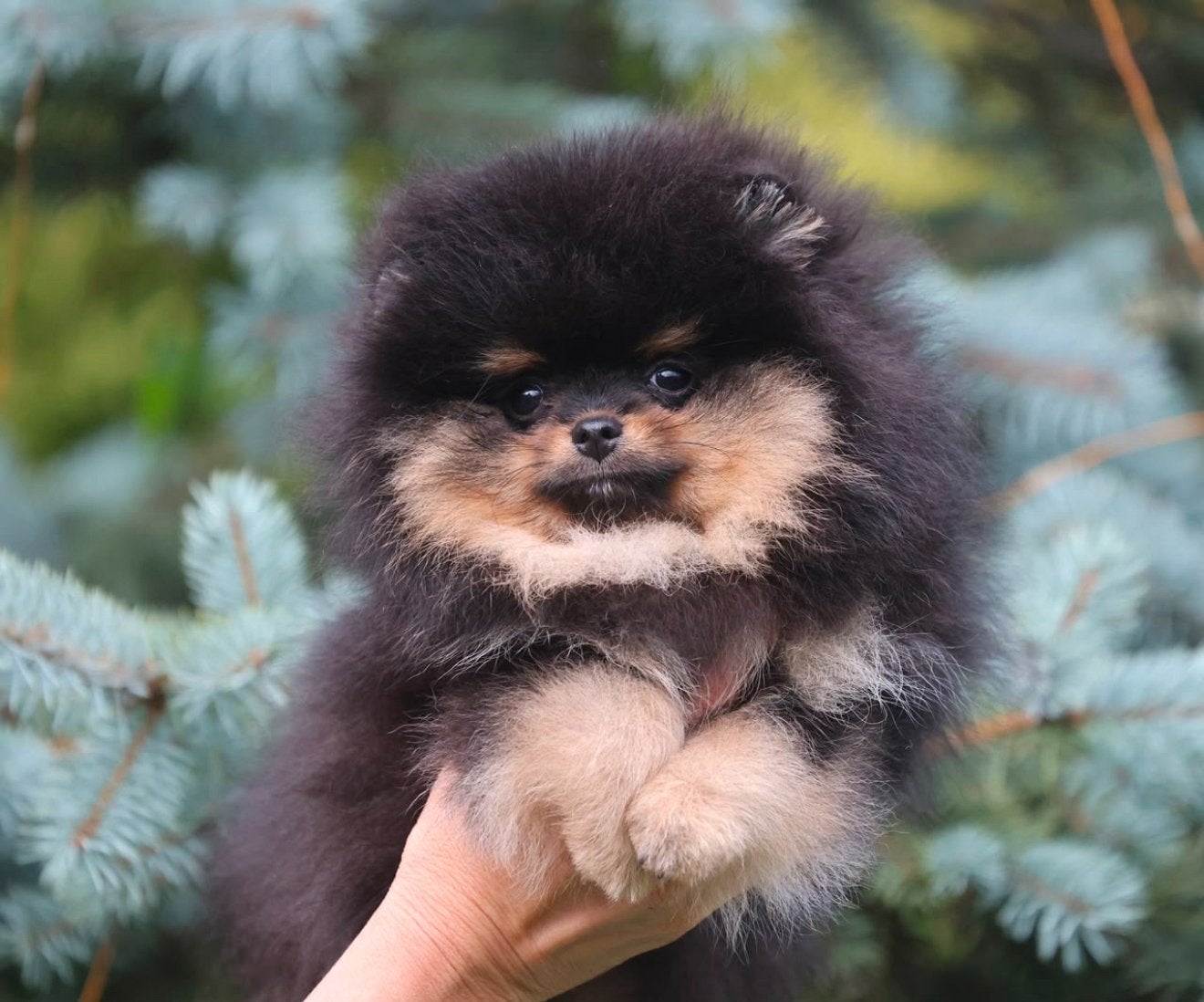 Pomeriaan pup bearface, Keeshond, Reu, 8 tot 15 weken, Parvo