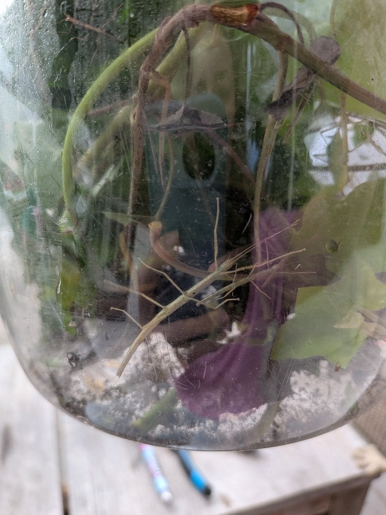 Wandelende takken, Dieren en Toebehoren, Insecten en Spinnen, Wandelende tak