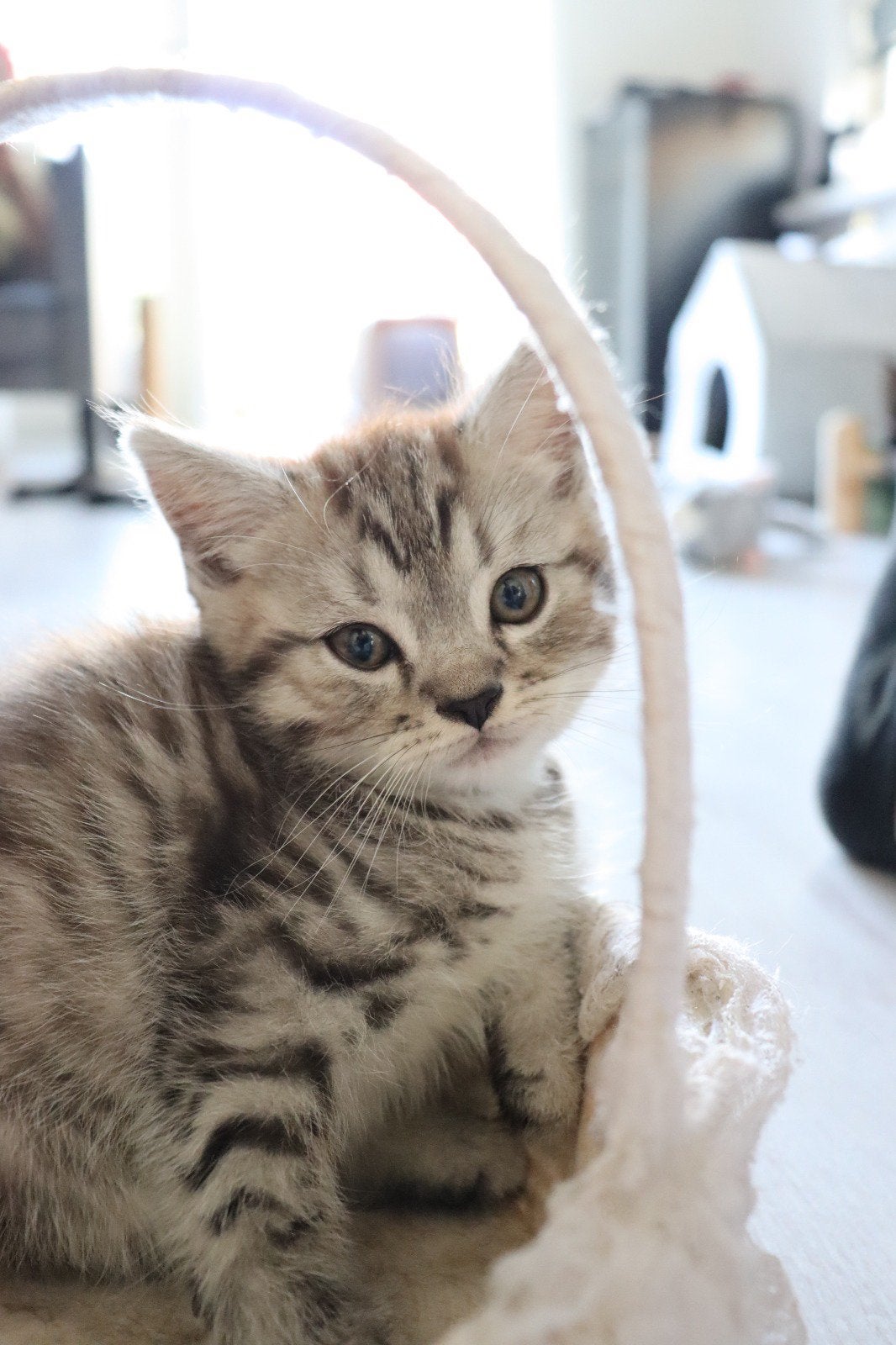 Lieve kitten!, Poes, Ontwormd