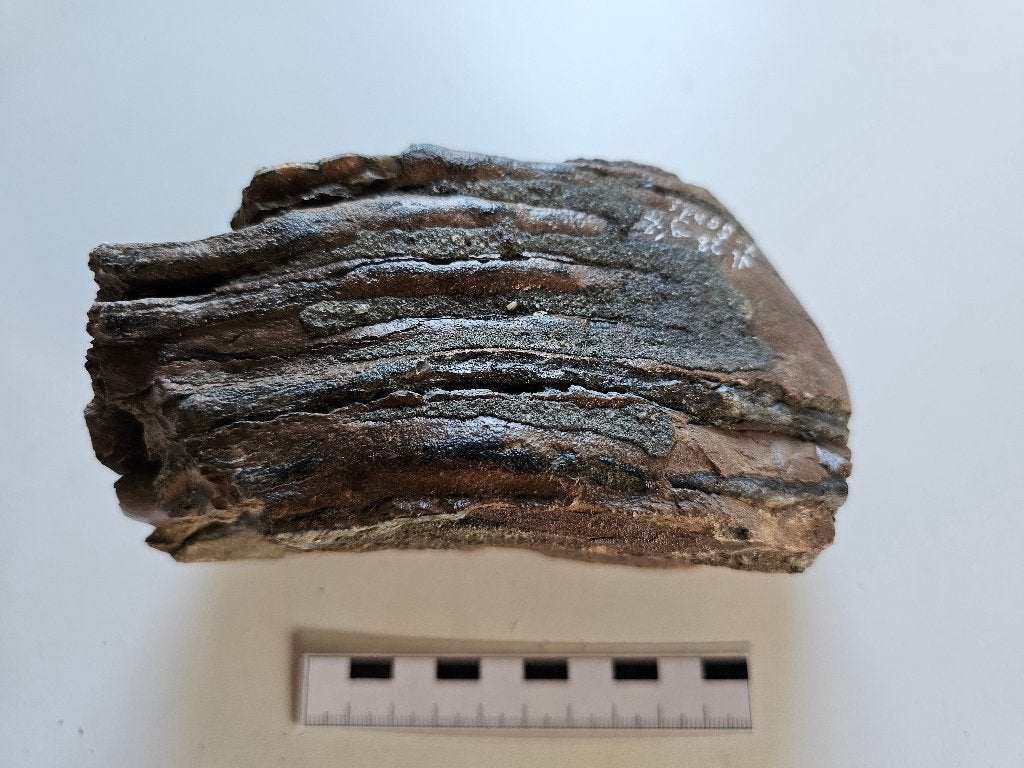 mammoetkies, Verzamelen, Mineralen en Fossielen, Ophalen of Verzenden, Fossiel