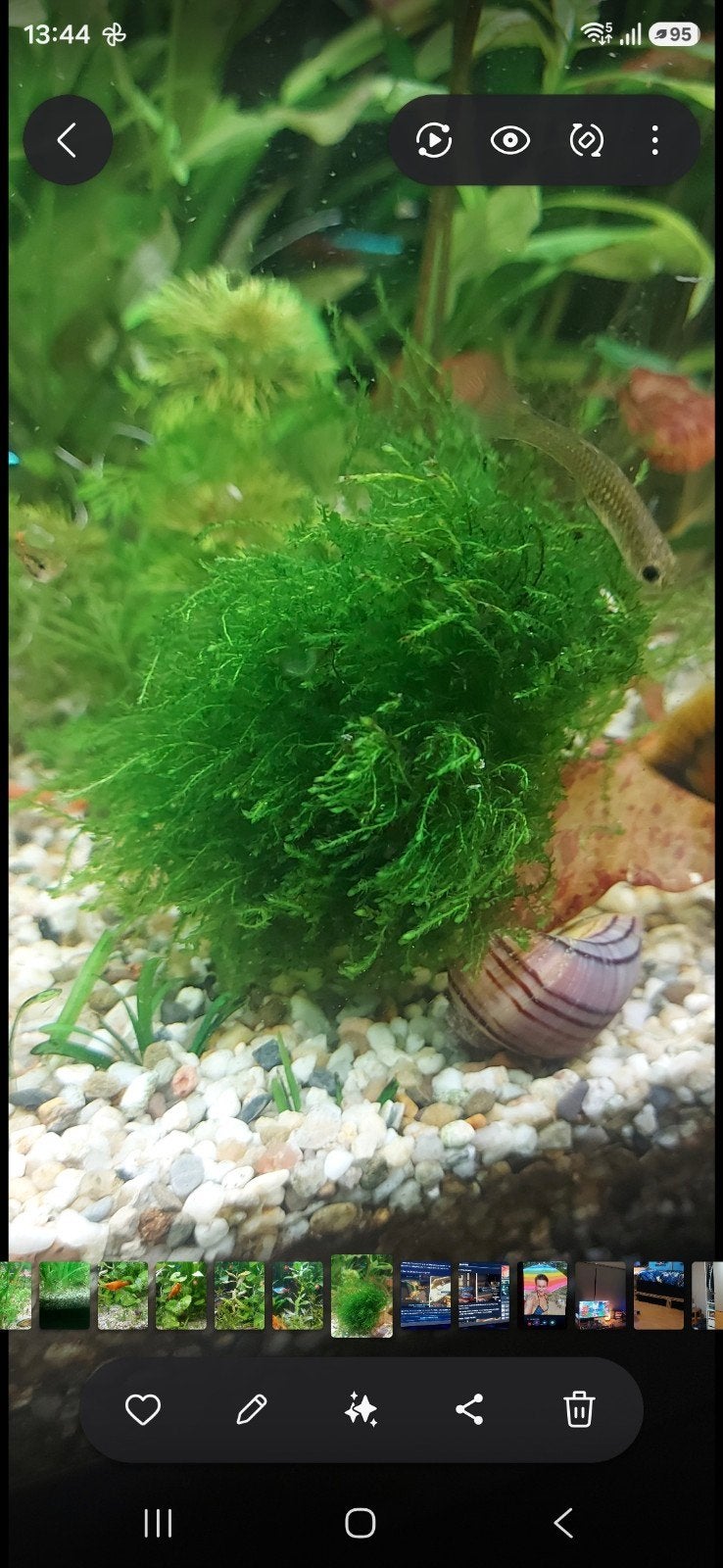 Aquarium planten stekjes, div. soorten 1 euro per stekje, Ophalen, Nieuw, Plant(en), Steen of Hout