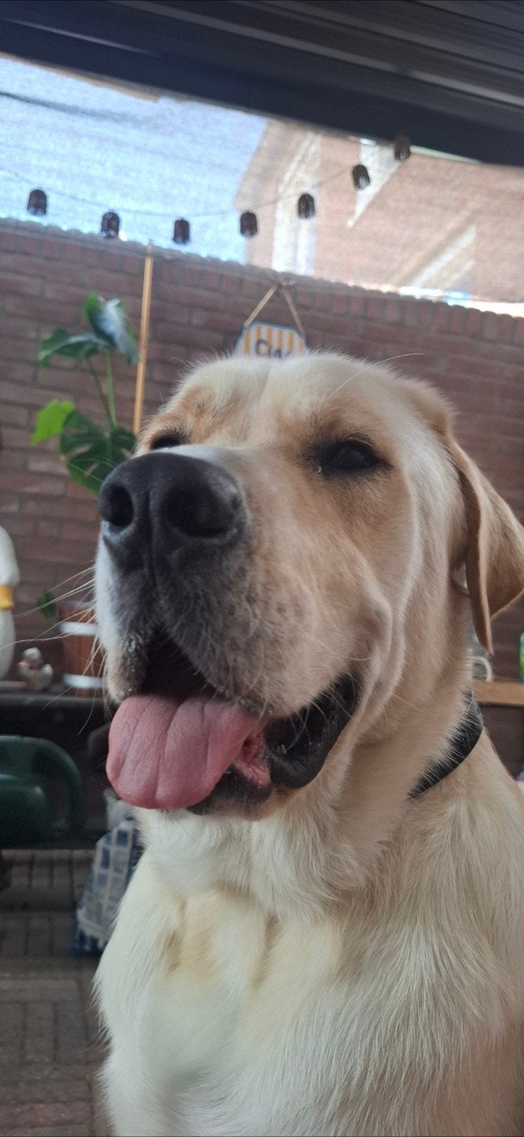 Ideaal avonturenmaatje, maar niet voor zomaar iemand, Reu, 1 tot 2 jaar, Eén hond, Nederland