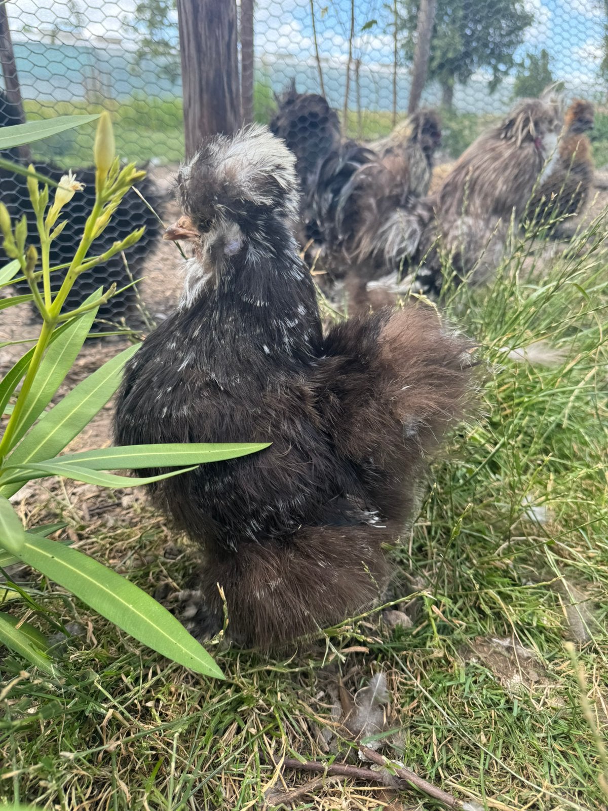 Choco Mottled zijdehoender, Dieren en Toebehoren, Geslacht onbekend, Kip