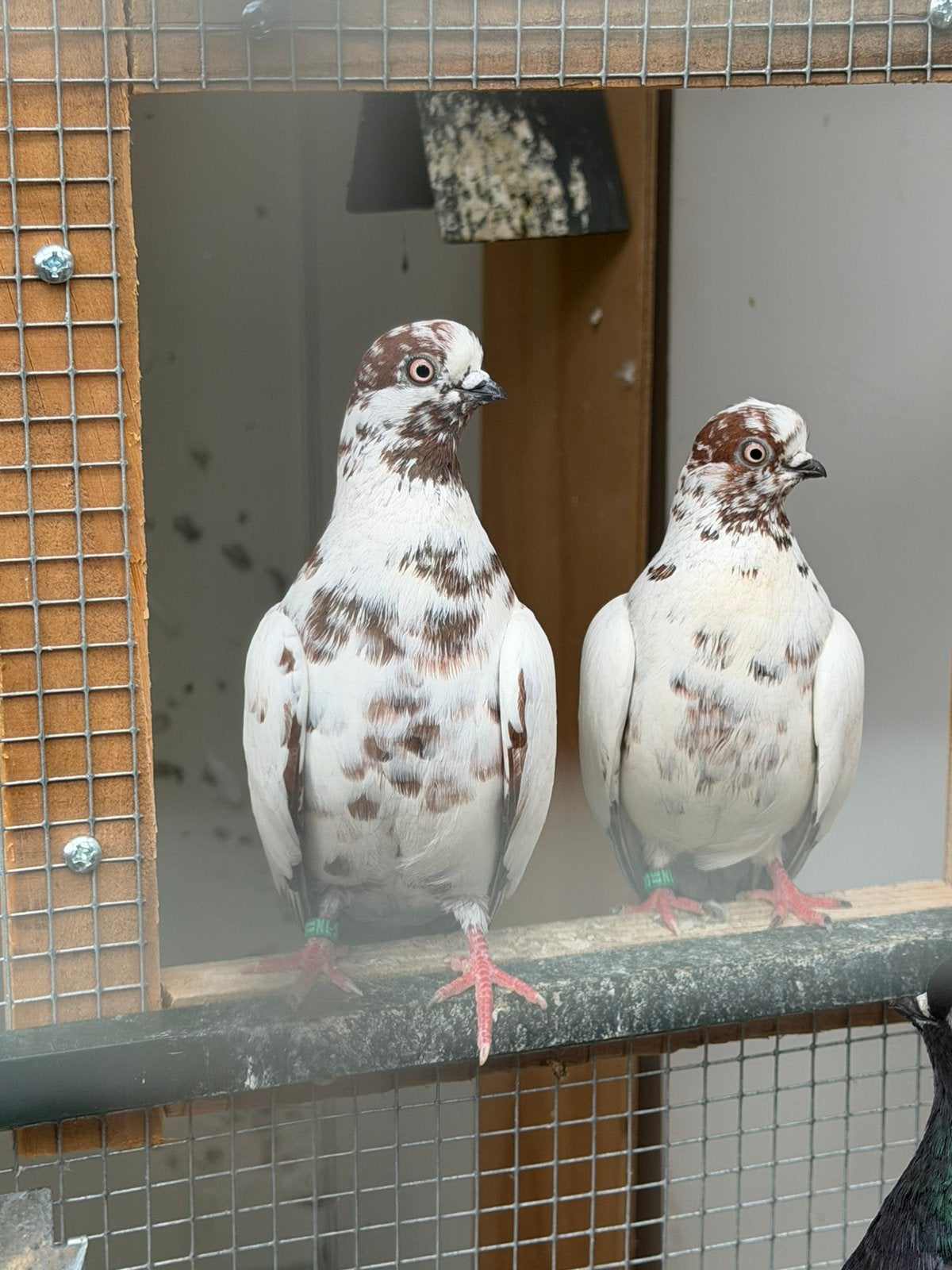 Portugese tuimelaars, Dieren en Toebehoren, Meerdere dieren, Tuimelaar of Roller