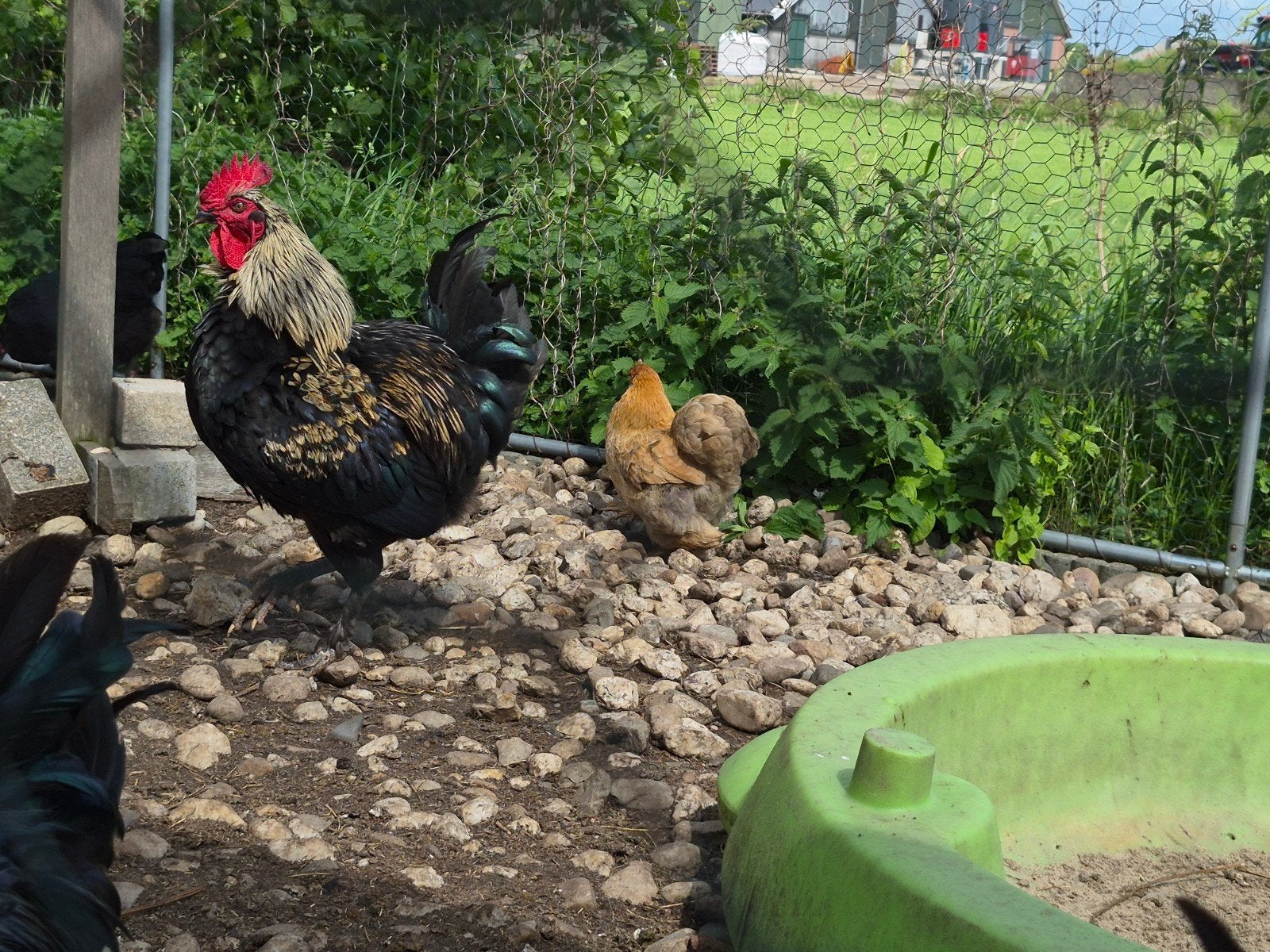 Jonge Hen + haan, Dieren en Toebehoren, Meerdere dieren, Kip