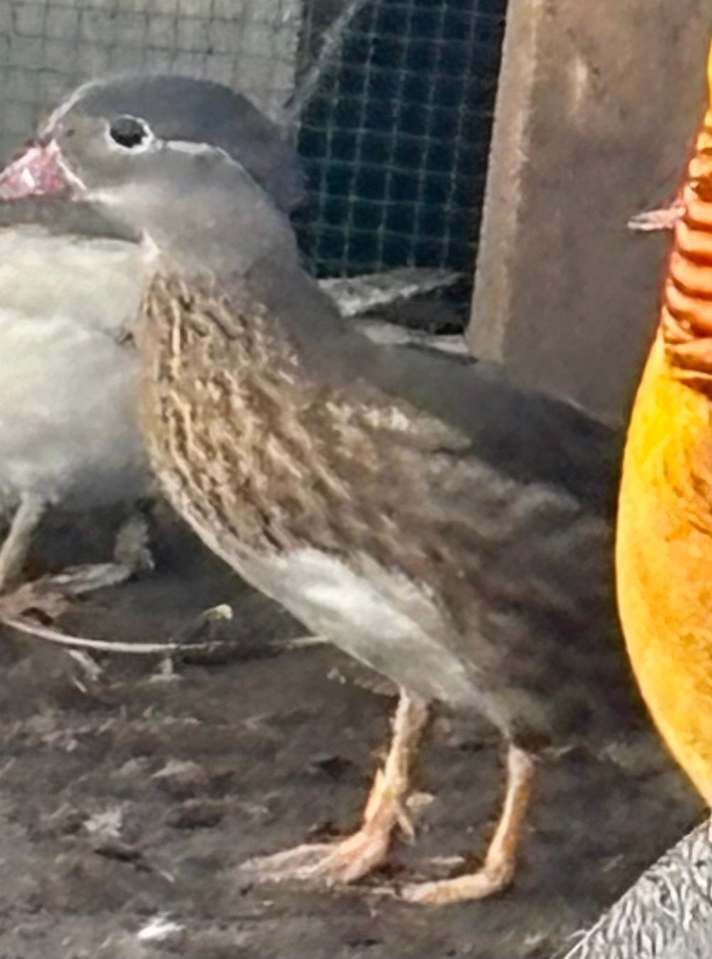 Eenden mandarijn eend carolina eend, Meerdere dieren, Eend