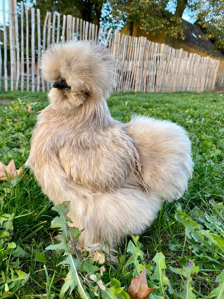 USA zijdehoen broedeieren 🐣💚, Dieren en Toebehoren, Pluimvee, Geslacht onbekend, Kip