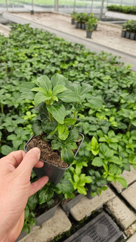 Pachysandra Green Sheen - Dikkemanskruid, Tuin en Terras, Bodembedekkers, Vaste plant, Ophalen of Verzenden, Halfschaduw