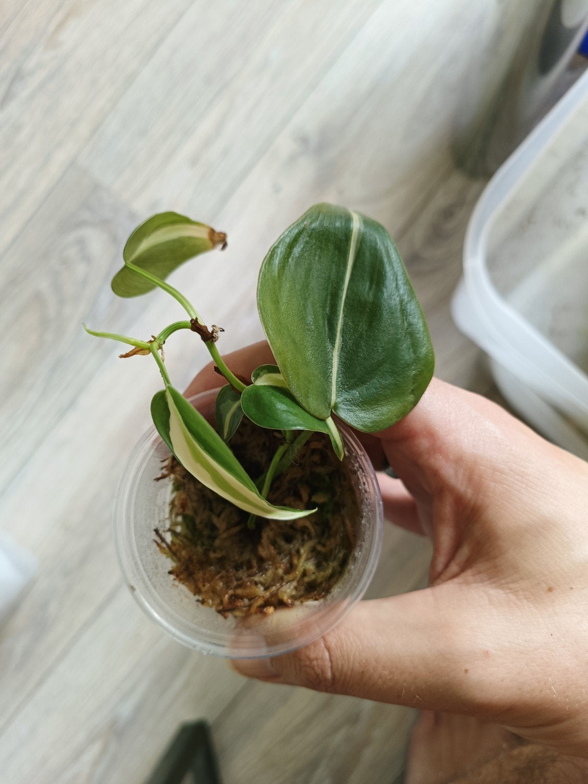 Philodendron cream splash, Huis en Inrichting, Kamerplanten, Overige soorten, In pot, Minder dan 100 cm, Groene kamerplant