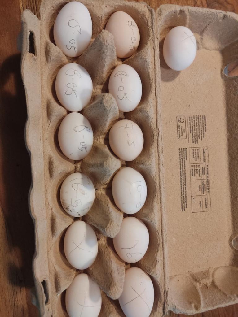 Hollandse kriel broedeieren, Dieren en Toebehoren, Pluimvee, Geslacht onbekend, Kip