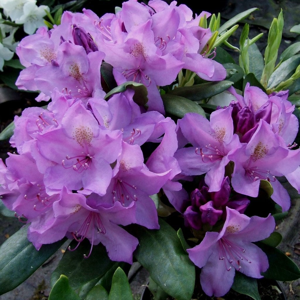 Paarse Rhododendrons -100 cm  Restpartij, Vaste plant, Halfschaduw, Lente, Ophalen