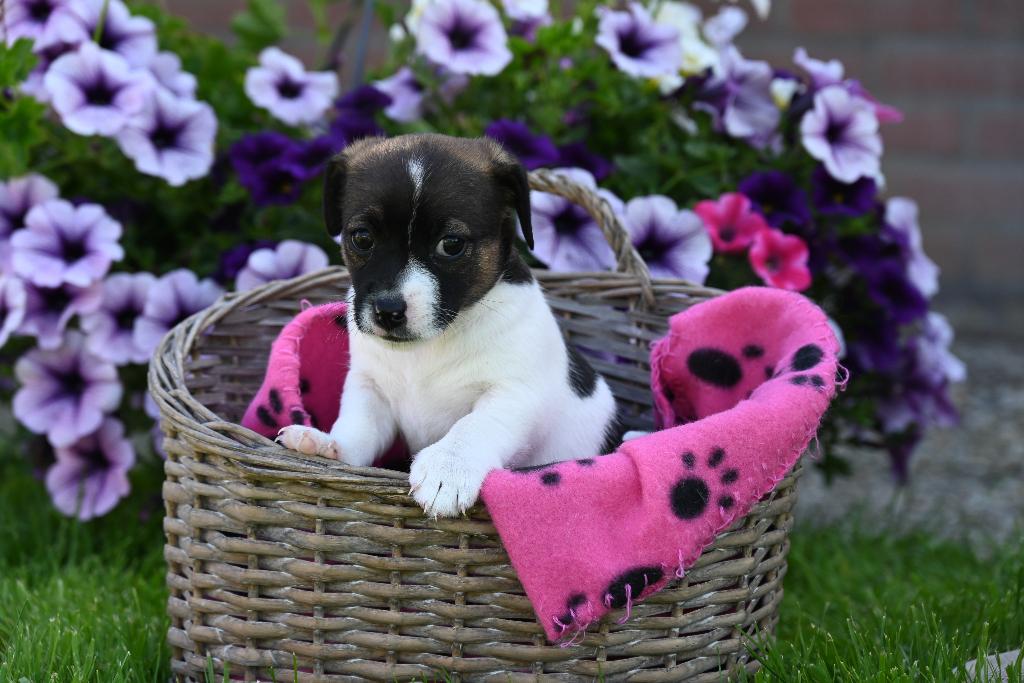 Super leuke jack russel pups van  merle moeder, Dieren en Toebehoren, Parvo, Jack Russell Terriër, 8 tot 15 weken, Meerdere