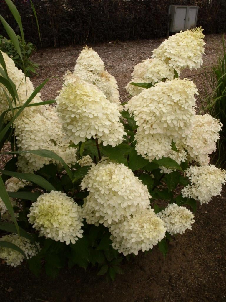 AANBIEDING!!! PLUIMHORTENSIA'S e.a. 3 voor €15, 10 voor €45, Ophalen, Overige soorten, Halfschaduw