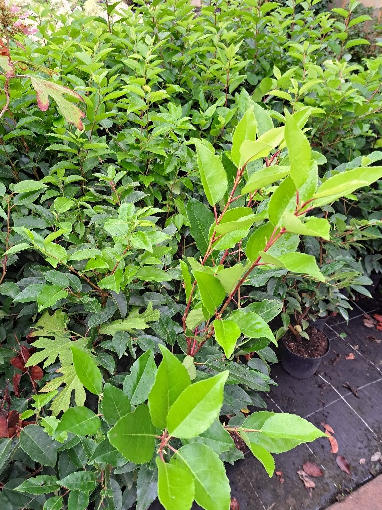 95 Portugese laurier 90-100 cm – Prunus Angustifolia, Ophalen of Verzenden, Laurier, Haag, Minder dan 100 cm