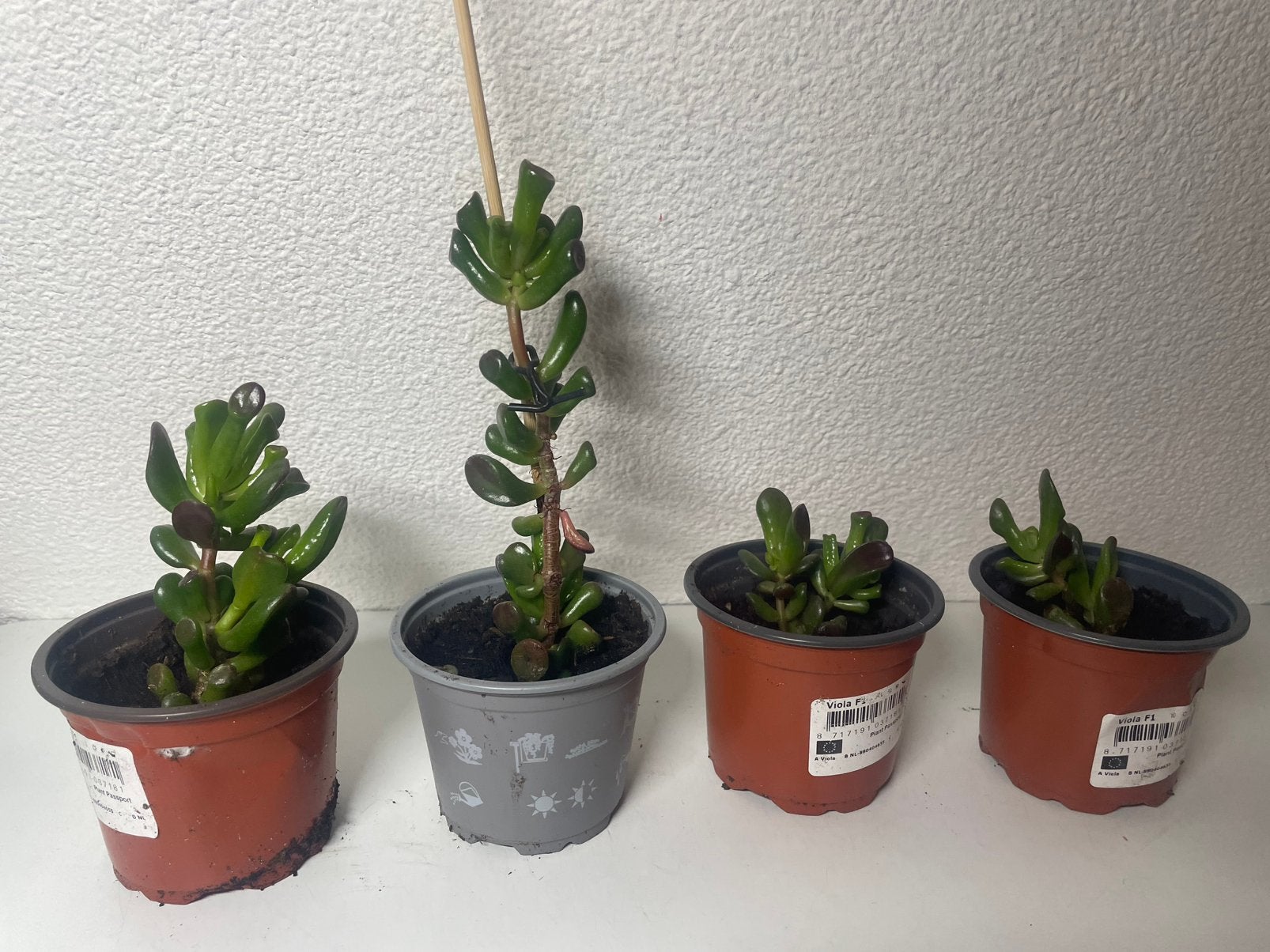 Stekjes Vetplantjes, Ophalen, Vetplant, Halfschaduw, In pot