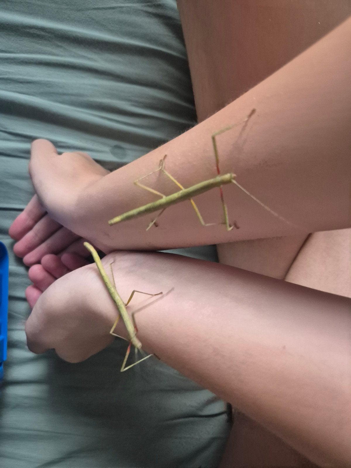 Gratis wandelende takken, Wandelende tak