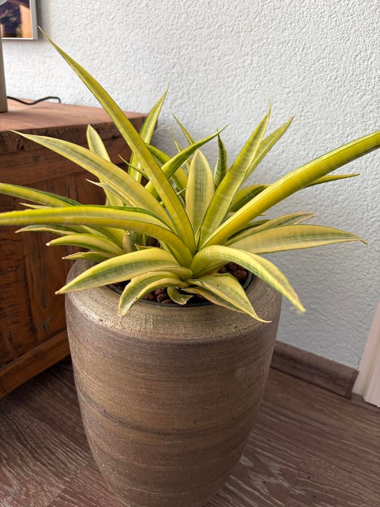 Stekjes Sansevieria, Huis en Inrichting, Kamerplanten, Vetplant, Minder dan 100 cm, Groene kamerplant, Halfschaduw