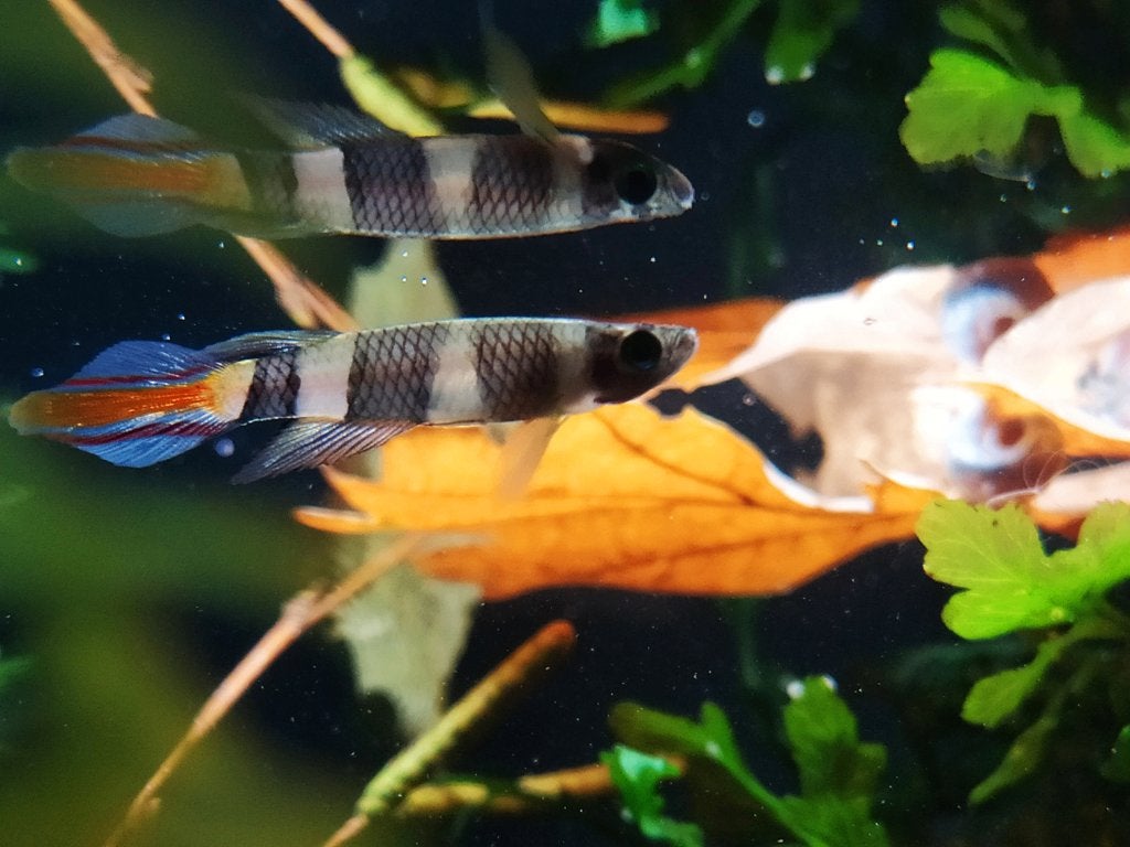 Epiplatys annulatus, Ringbandsnoekje dames, Vis, Zoetwatervis