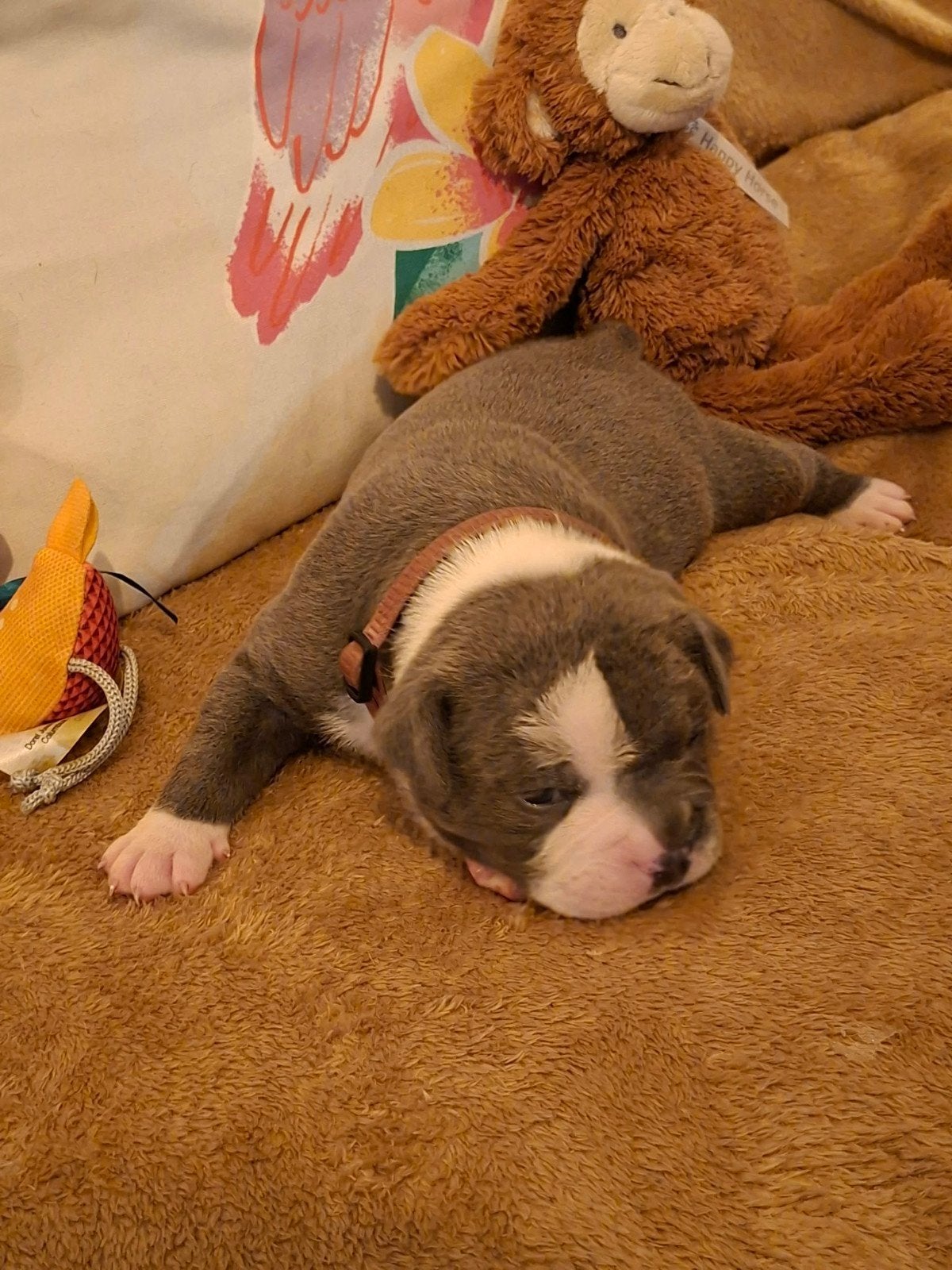 Amerikaanse Bulldog pups - Type Bully, Dieren en Toebehoren, Reu, 8 tot 15 weken, Bulldog, Meerdere