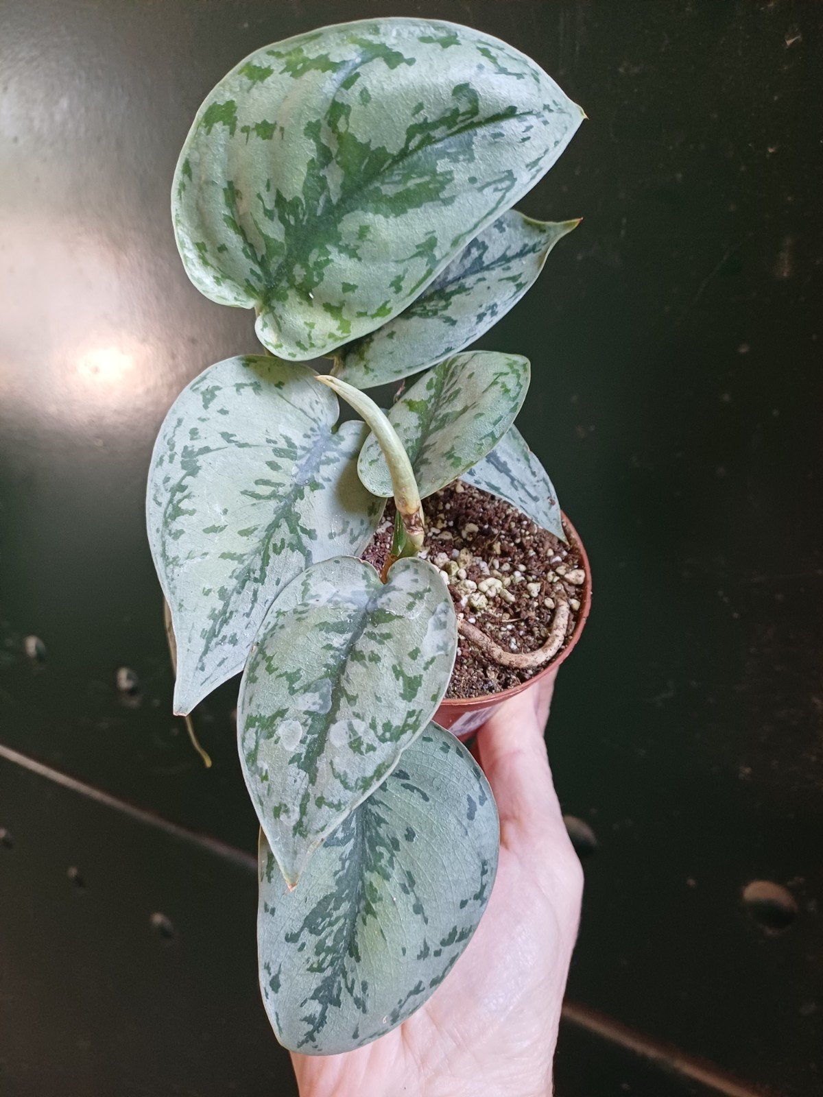 Scindapsus silver lady, Ophalen of Verzenden, Halfschaduw, Minder dan 100 cm