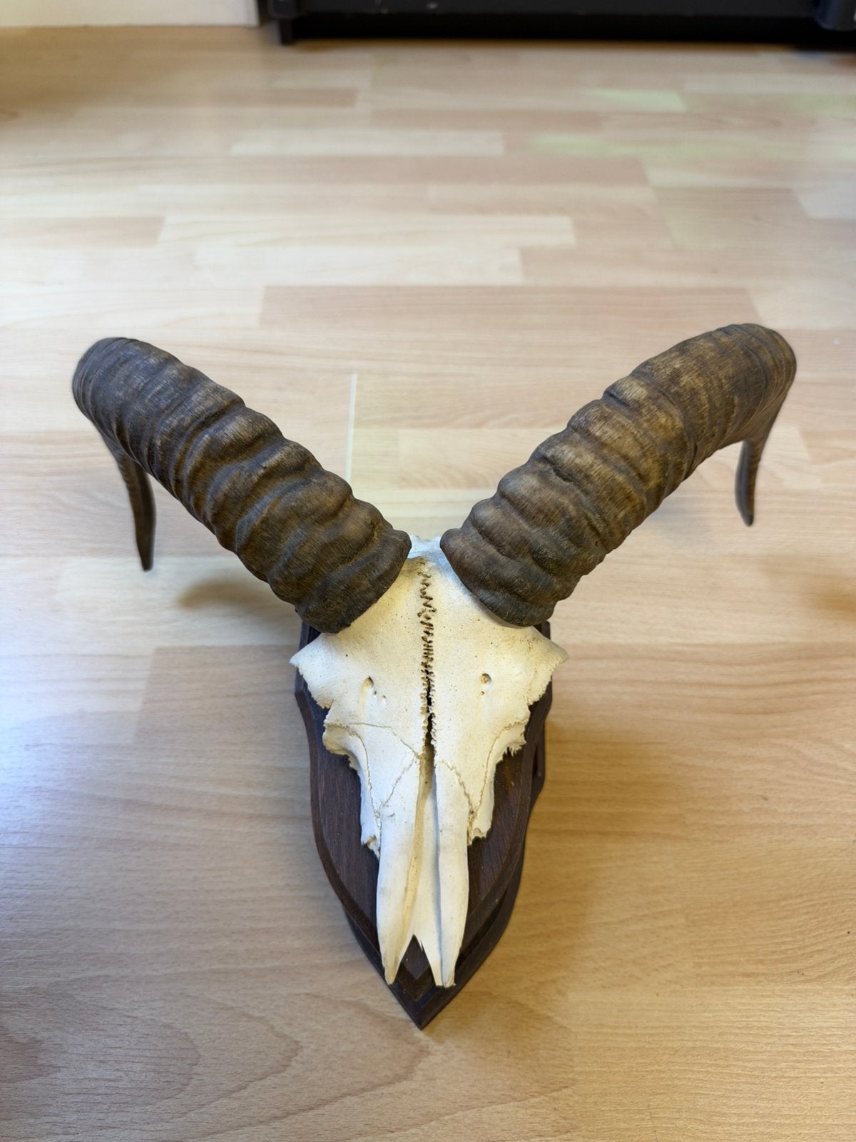 Moeflon mouflon rams hoorn schedel op wandhouder, Ophalen of Verzenden, Gebruikt, Overige soorten, Schedel