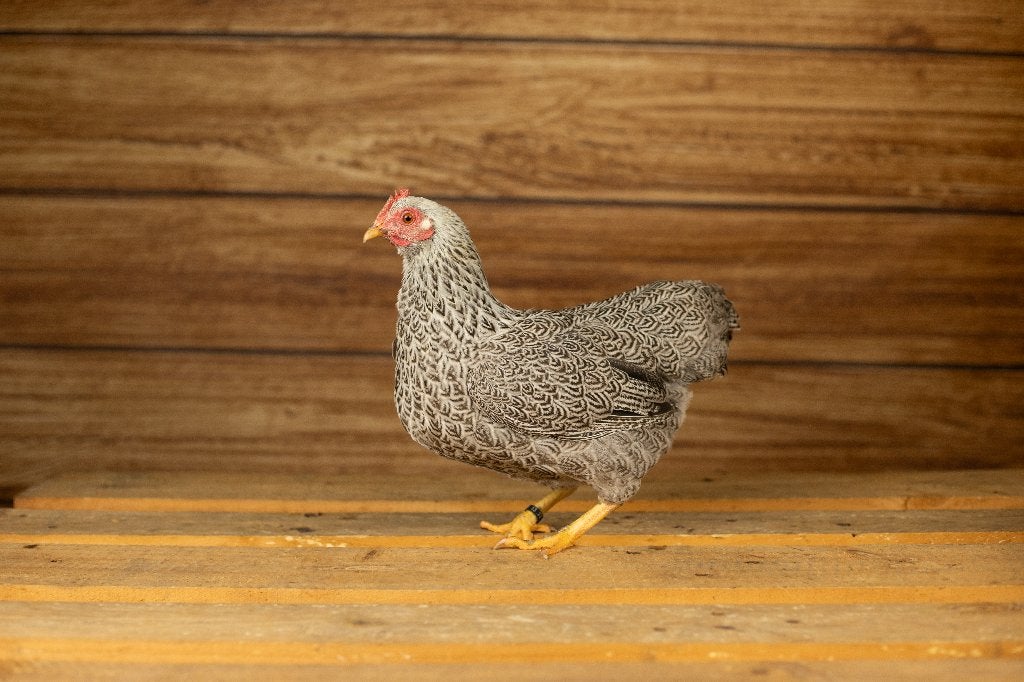 Plymouth rock krielkip | Kippen | Passend advies, Vrouwelijk, Kip