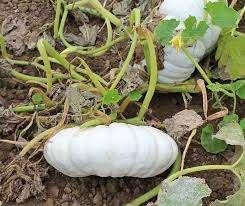 Biologische Flat White Boer Pompoen zaden, Tuin en Terras, Ophalen of Verzenden, Gehele jaar, Volle zon, Zaad