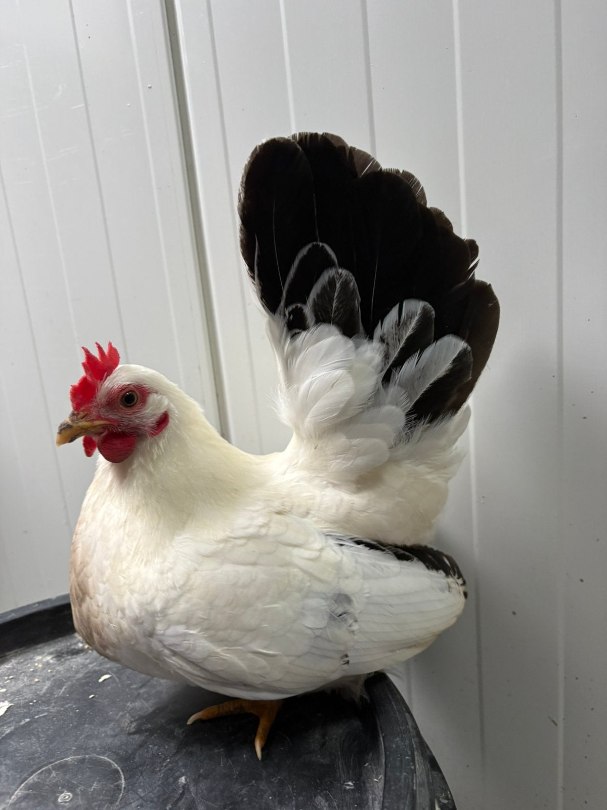 2 chabo hennen te koop aangeboden, Dieren en Toebehoren, Vrouwelijk, Kip