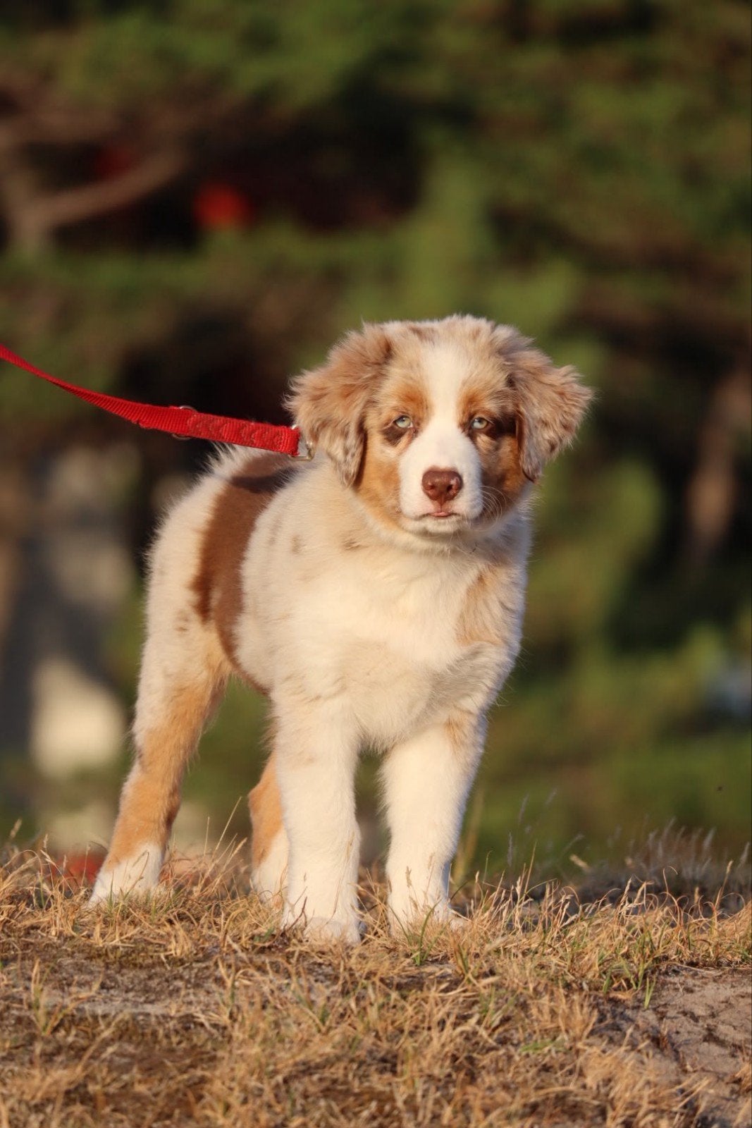 Prachtige Red merle Australian shepherd x border collie reu!, Dieren en Toebehoren, Honden | Retrievers, Spaniëls en Waterhonden