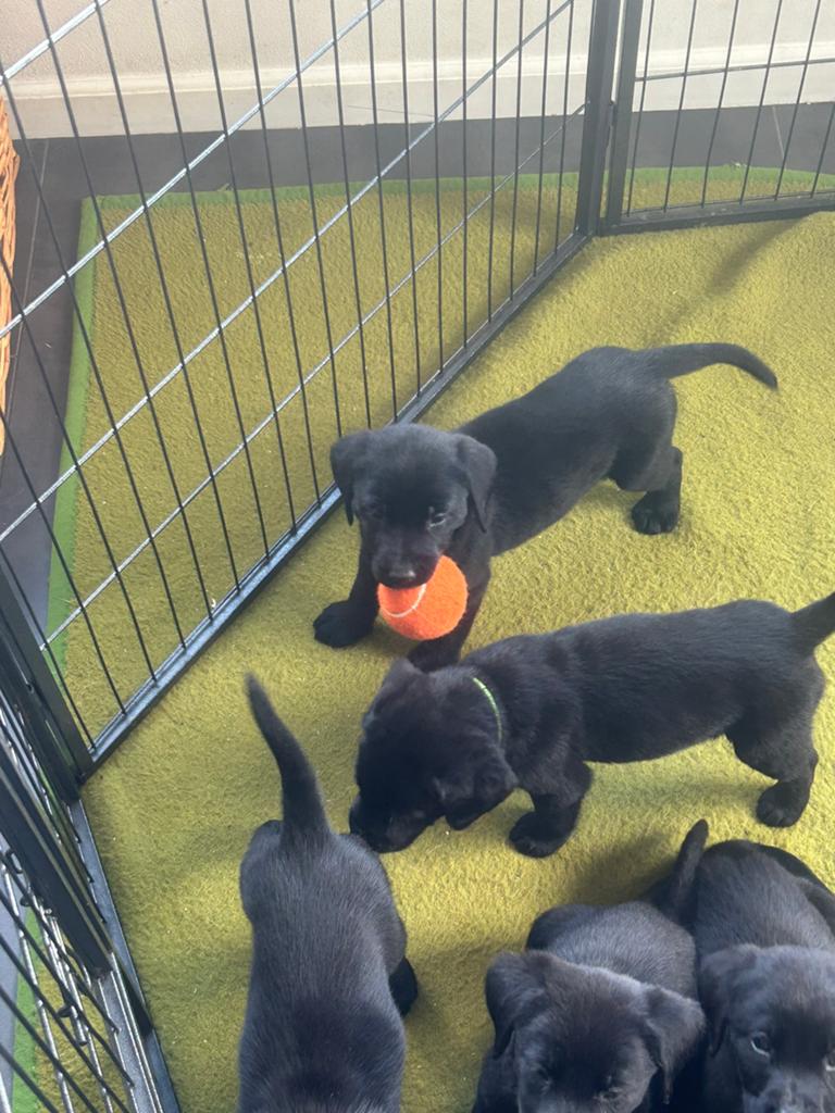 Labrador pups, Dieren en Toebehoren, Honden | Retrievers, Spaniëls en Waterhonden, 8 tot 15 weken, Labrador retriever, Parvo, Meerdere