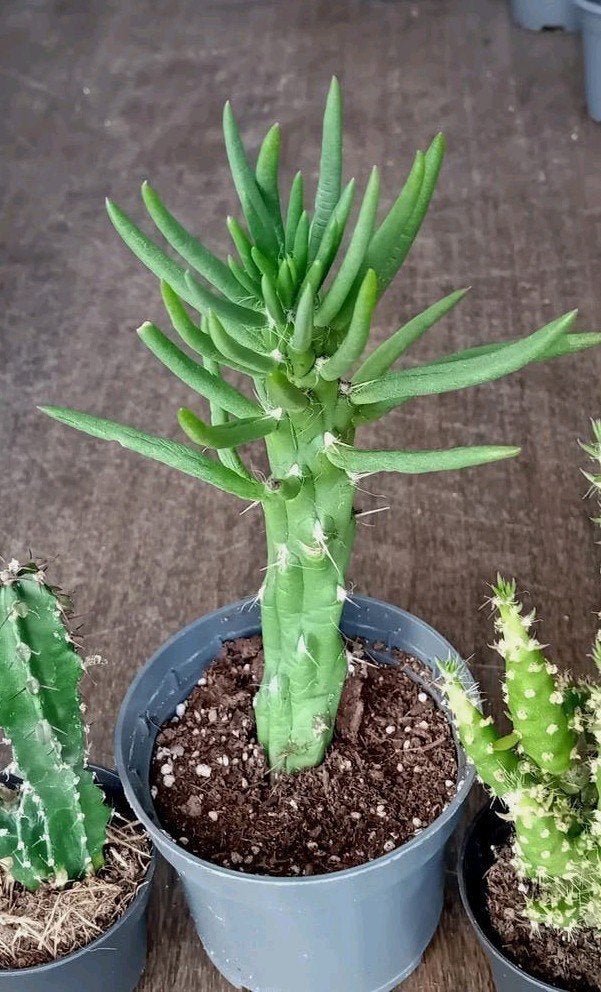Cactus 20cm, Ophalen, Minder dan 100 cm, In pot, Cactus