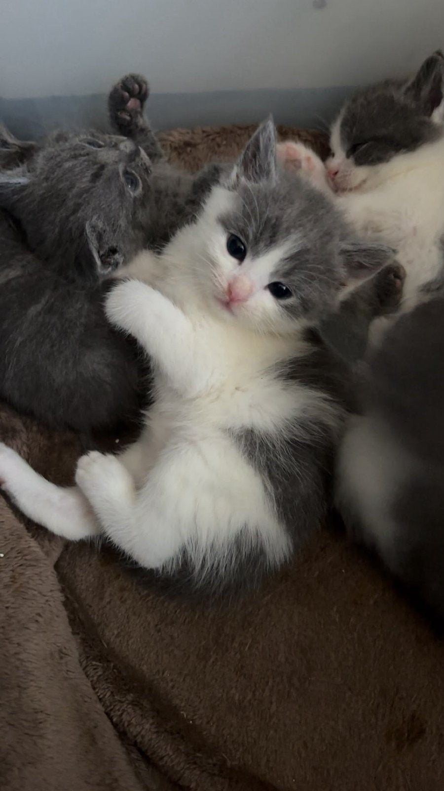 Britse Korthaar poes, Dieren en Toebehoren, Poes