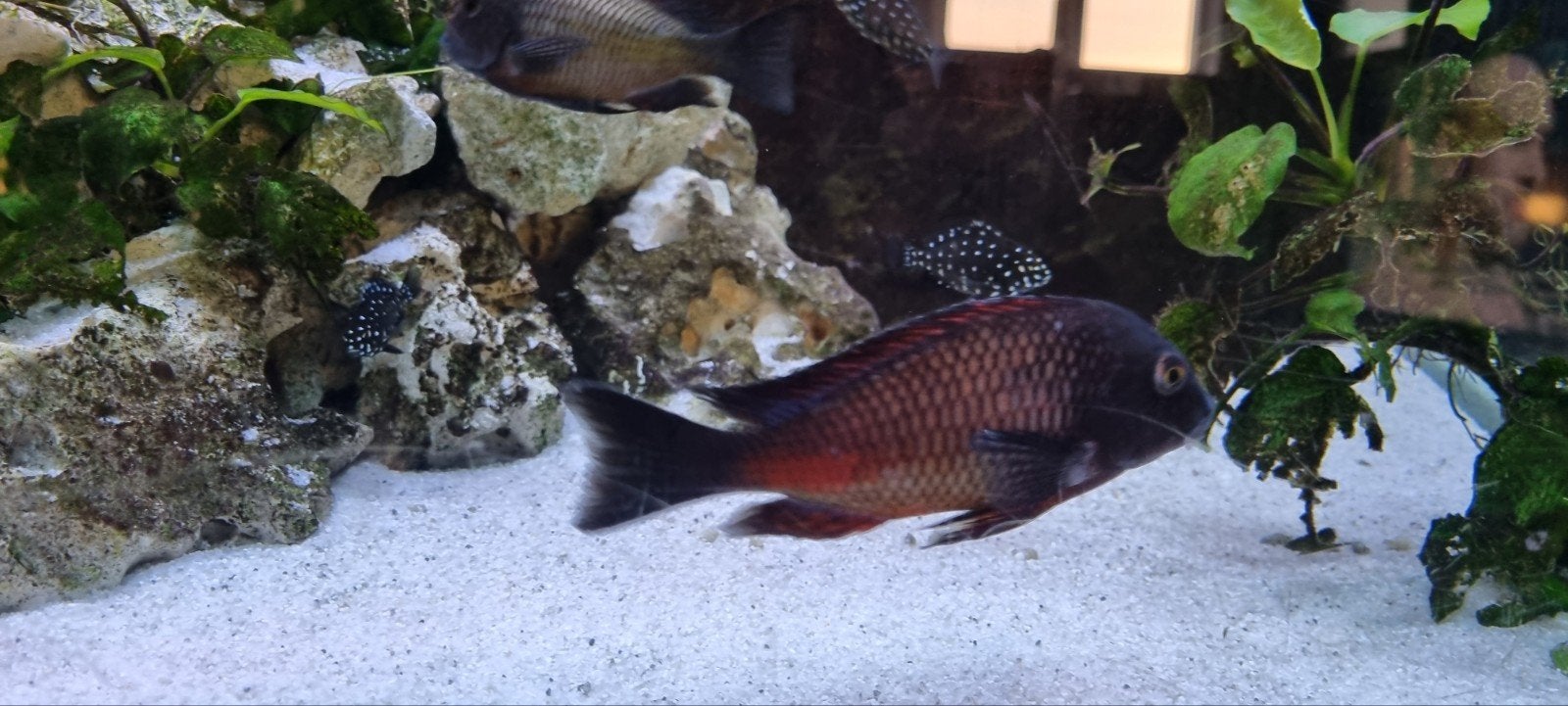 tropheus morilo red 25 +- volwassen kweekgroep, Vis, Zoetwatervis, Schoolvis