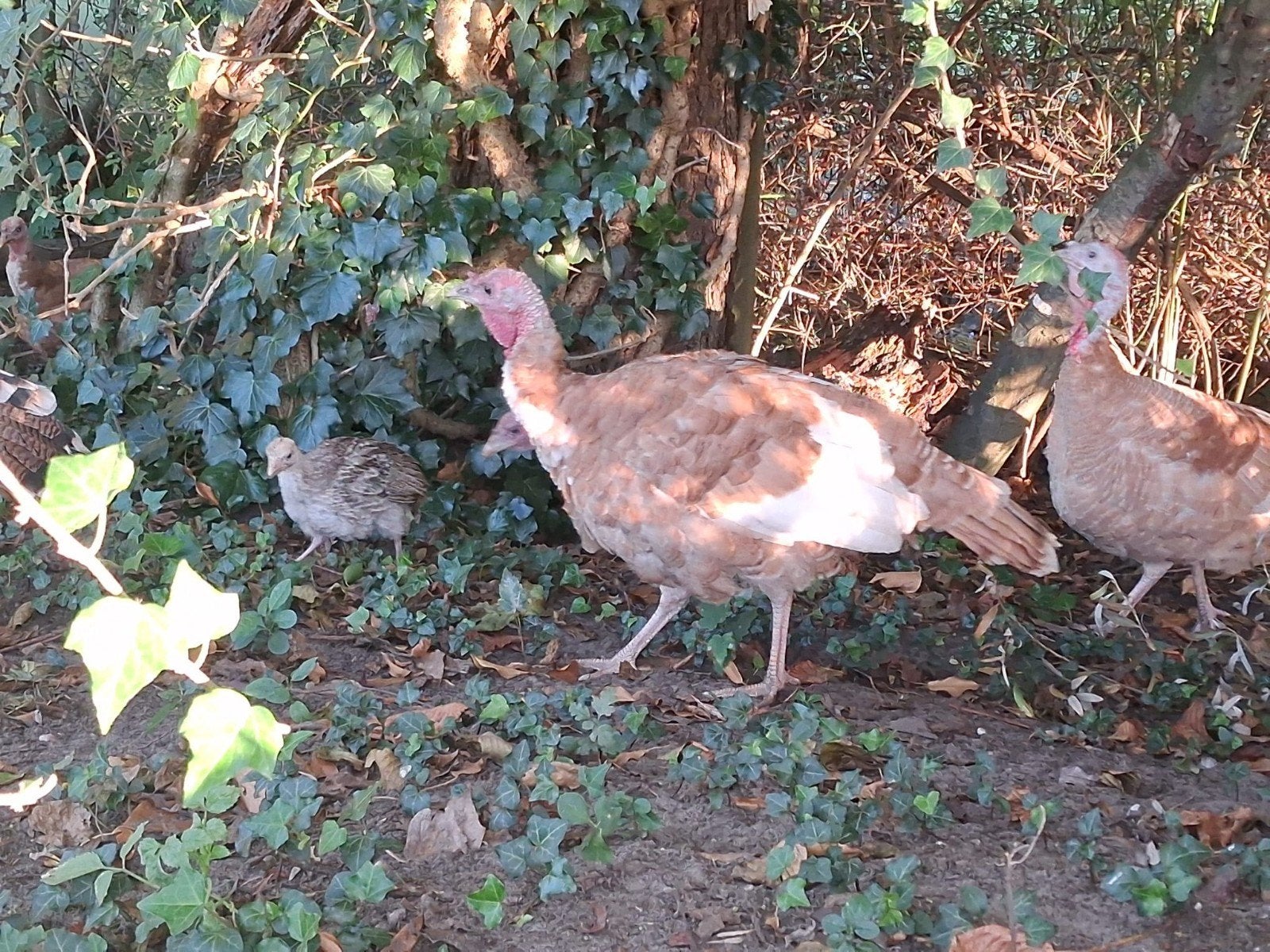 Ronquières x Ardenner Kalkoen, Kalkoen