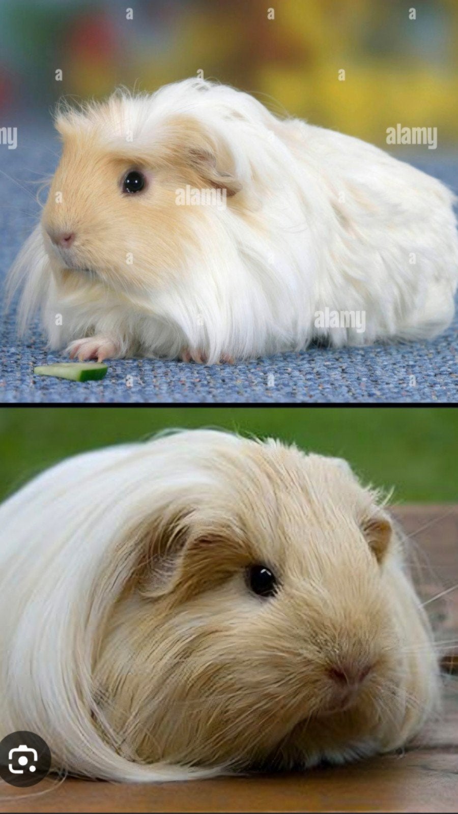 Gezocht: Blonde Silkie cavia, Januari, Meerdere dieren, Cavia