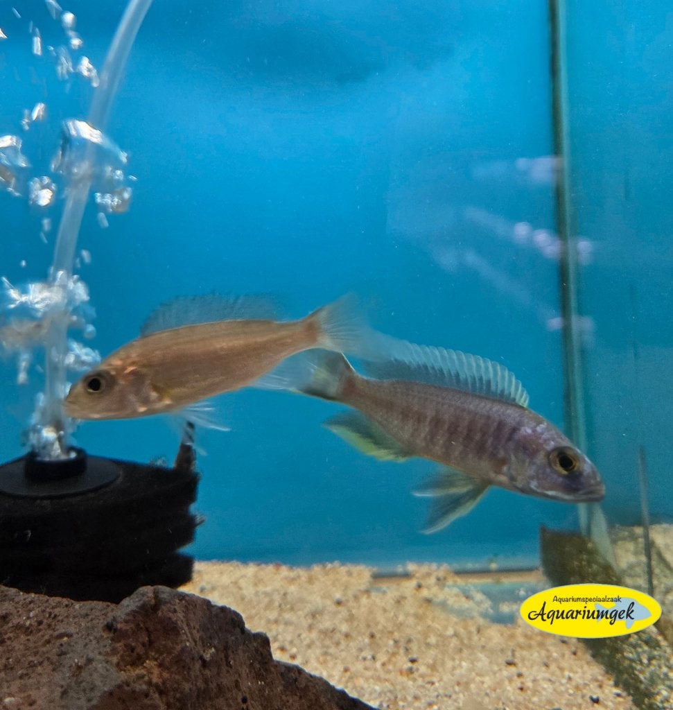 Haplochromis jacksoni ahli, Dieren en Toebehoren, Vis, Zoetwatervis