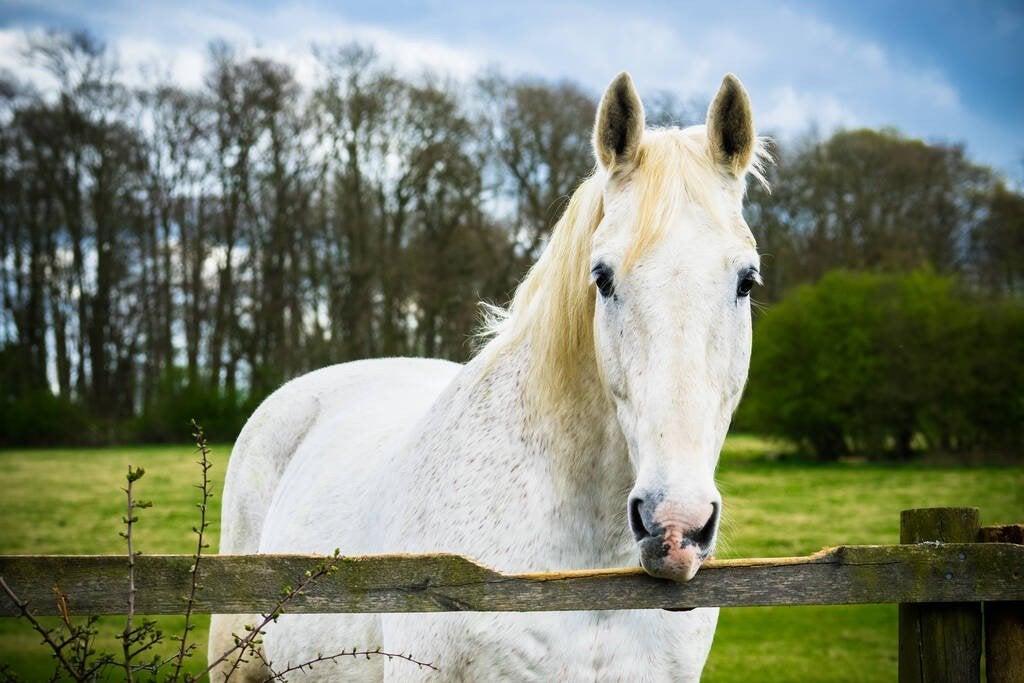 Rustige pensionplek gezocht, Weidegang, 1 paard of pony