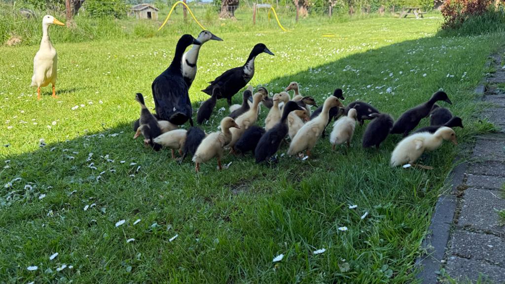 Loopeendjes nu 2 weken oud - gratis, Dieren en Toebehoren, Pluimvee, Meerdere dieren, Eend