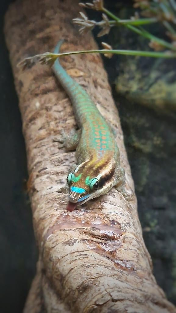 Phelsuma Ornata 1.0
