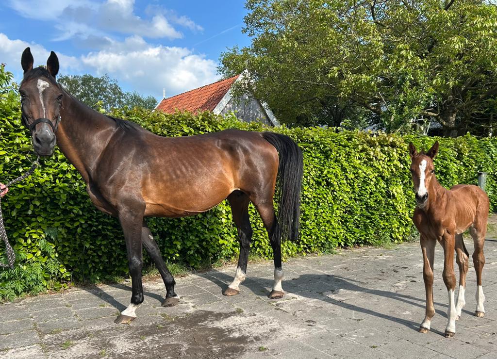 Draagmerrie + hengsten veulen van Drummer TN, Merrie, 160 tot 165 cm, Springpaard, 11 jaar of ouder