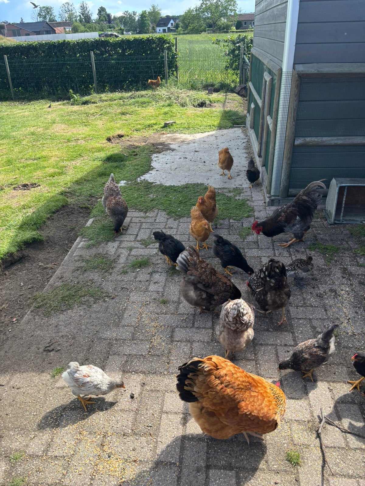 Haantjes barnevelder/ nem hampshire te koop, Dieren en Toebehoren, Mannelijk, Kip