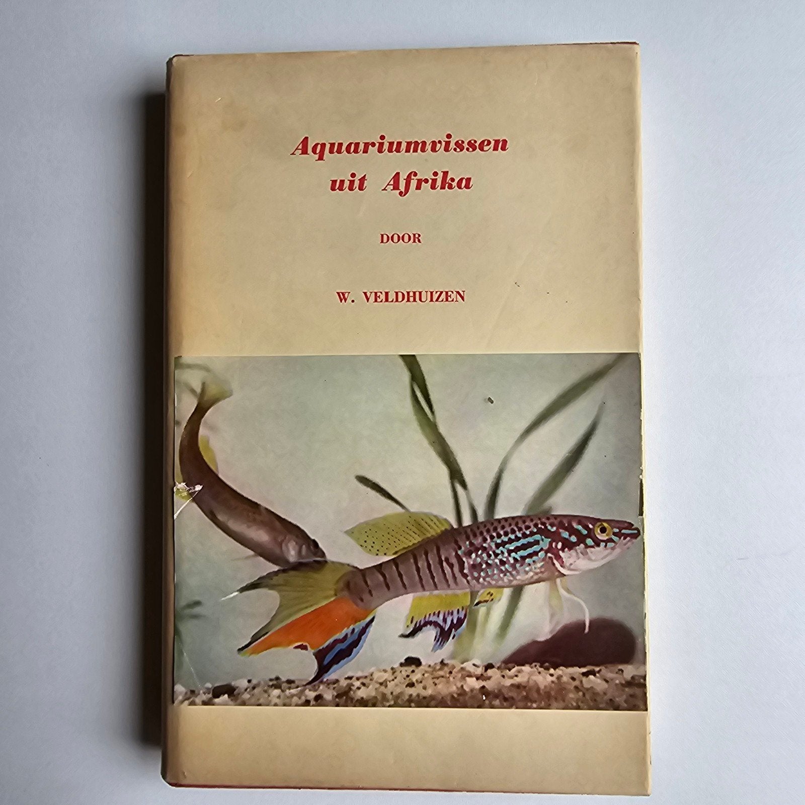 Aquariumvissen uit Afrika, Ophalen of Verzenden